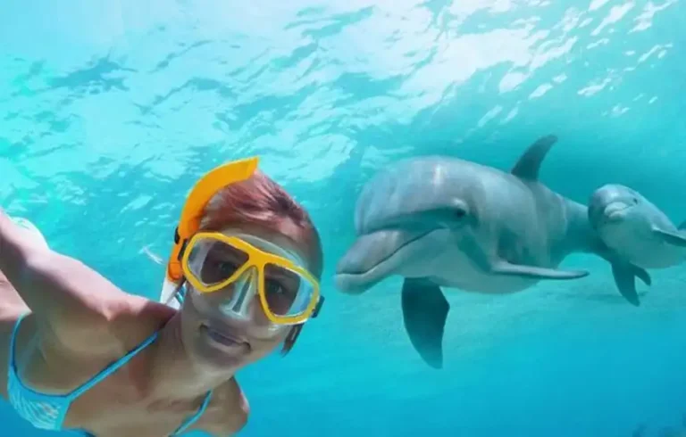 Dolphin day at sea 1