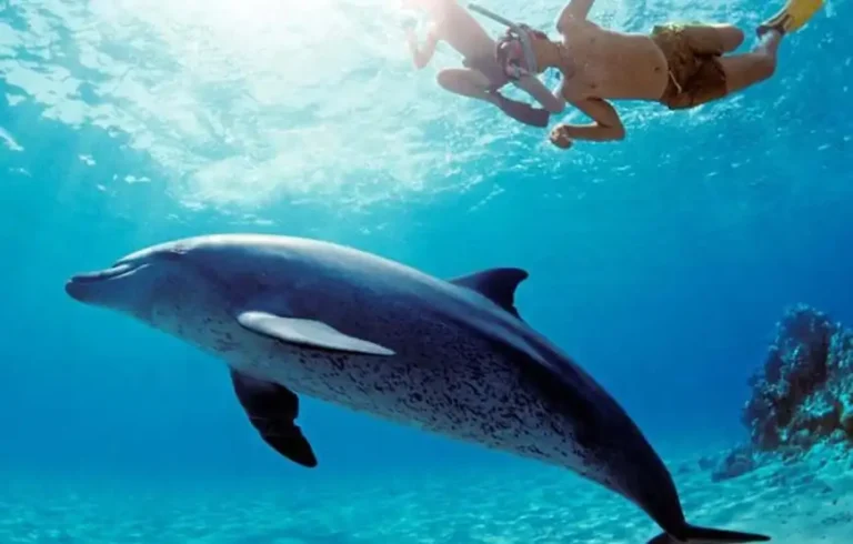 Dolphin day at sea 2