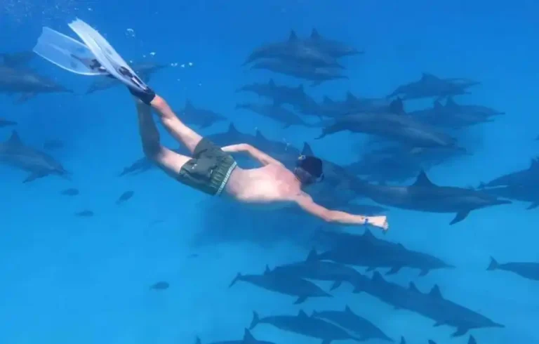 Dolphin day at sea 3