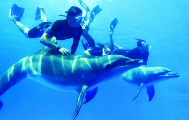 Dolphin day at sea 4