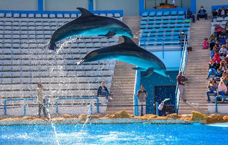 Dolphin show 5