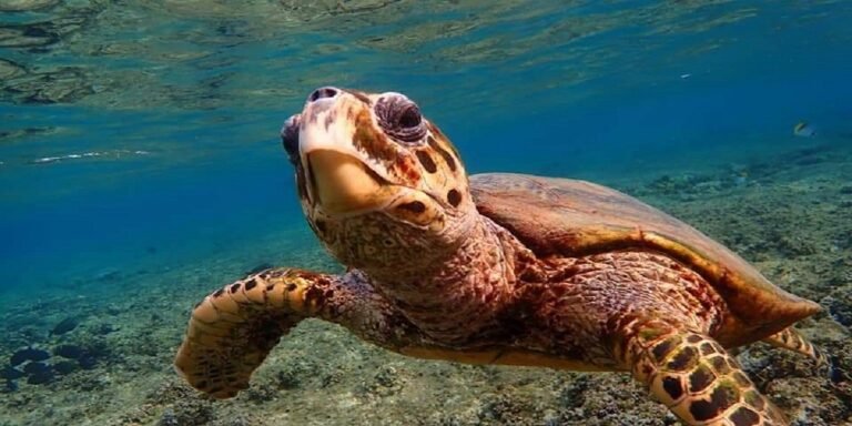One Day to Abu Dabbab Bay “turtles bay” from Hurghada and El Gouna (7)