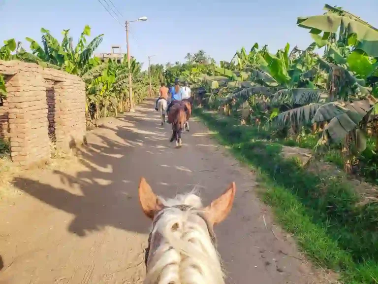 Horse riding in Luxor 2
