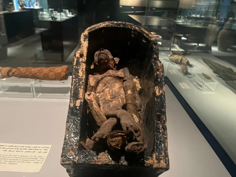 Mummy-of-a-baboon-Mummification-Museum-Luxor-Egypt
